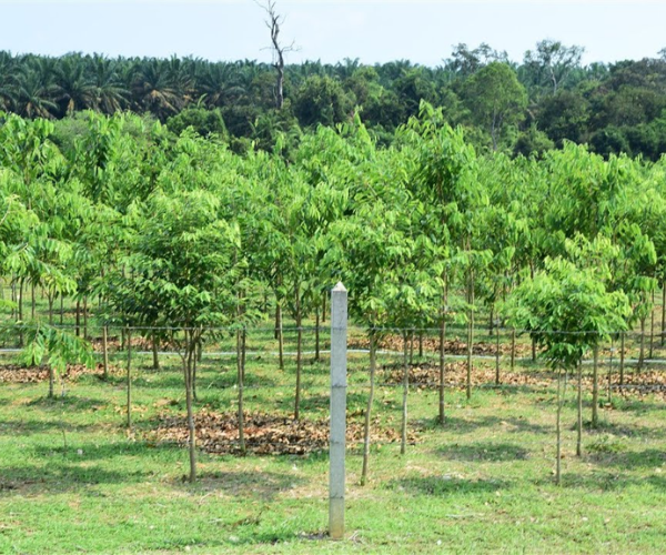 Agarwood Farming