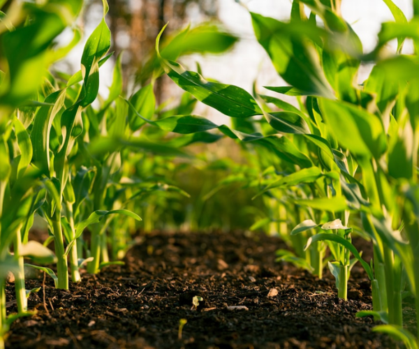 Fertilizer Seeds
