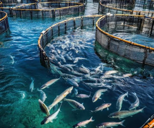 Fish Farming