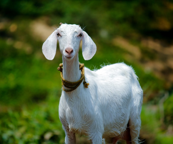 Goat Farming