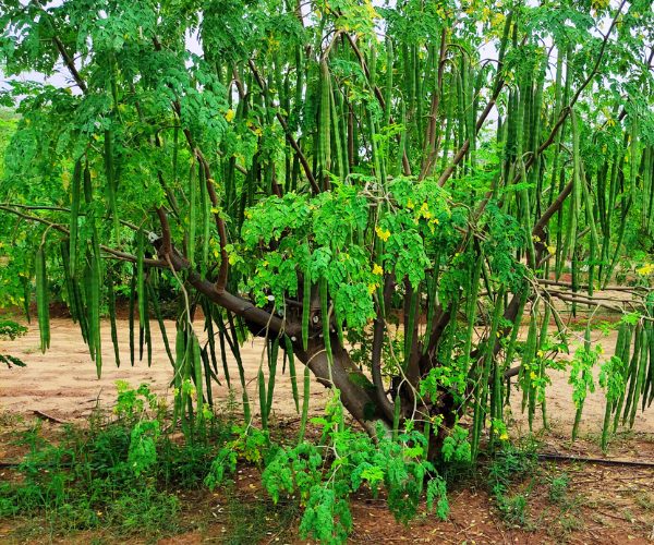 Moringa Farming
