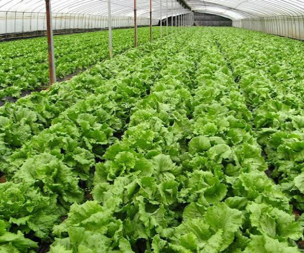 Organic Farming